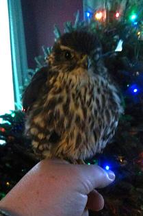 A merlin that was injured in a window strike − the left eye is swollen shut. The author delivered it to a licensed rehabilitator, who cared for it until it could be released. Window strikes are a frequent cause of injury to these falcons.
Tom Langen