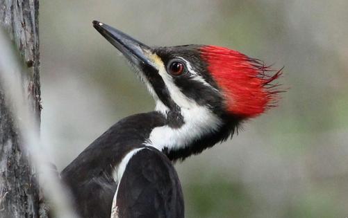 Pileated woodpeckers appeared to be at risk of extinction as their habitat disappeared in the early 20th century, but they have since rebounded.
Gary Leavens/Wikimedia Commons, CC BY-SA