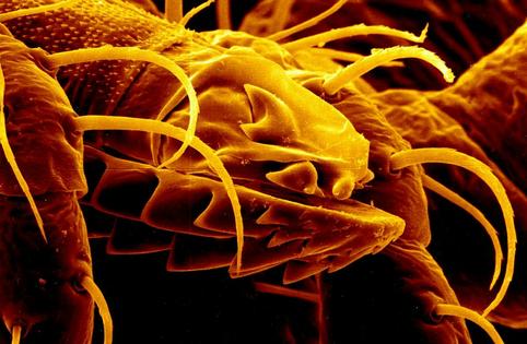 A tick’s mouth is barbed so it can stay embedded in your skin as it draws blood over hours and sometimes days.
              National Institute of Allergy and Infectious Diseases