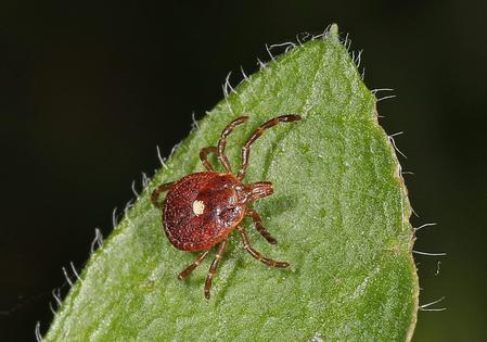 A lone star tick (Amblyomma americanum) found near Aden, Va. The tick can cause alpha-gal syndrome as well as carry other diseases, including ehrlichiosis, tularemia and Southern tick-associated rash illness.
              Judy Gallagher via Wikimedia, CC BY