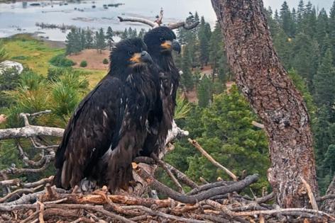 Handout/Friends of Big Bear Valley/TNS