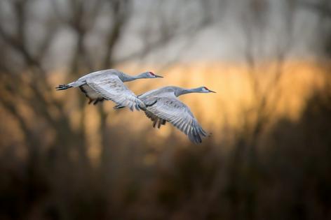 A pair of sandhill cranes take flight over Nebraska. Diana Robinson Photography/Moment via Getty Images