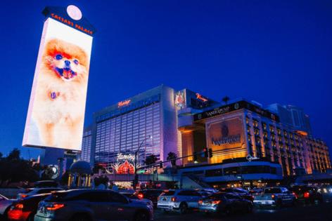 Madeline Carter/Las Vegas Review-Journal/TNS