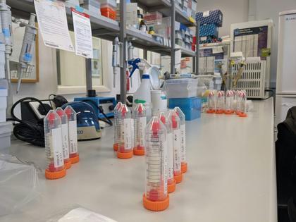 These filtered Avoca River samples are readied for eDNA extraction.
David Duffy, CC BY-ND