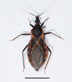 U.S. Centers for Disease Control and Prevention/TNS
