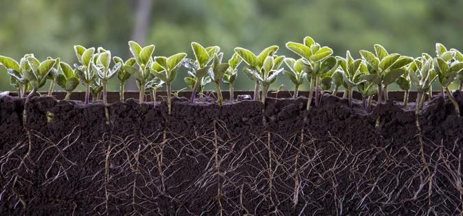 The activity of tiny microbes in and around the roots of crops such as soybeans are valuable for their growth. Oleh Malshakov/iStock/Getty Images Plus