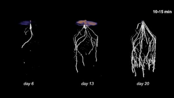 MRIs and PET scans of corn plant roots over two hours track a short-lived carbon radioisotope. It shows how recently fixed carbon reaches microbes in the root system and surrounding soil. Three different ages of plants are included.
              Sina R. Schultes, et al., 2025, CC BY