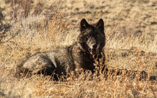 California Department of Fish and Wildlife/TNS