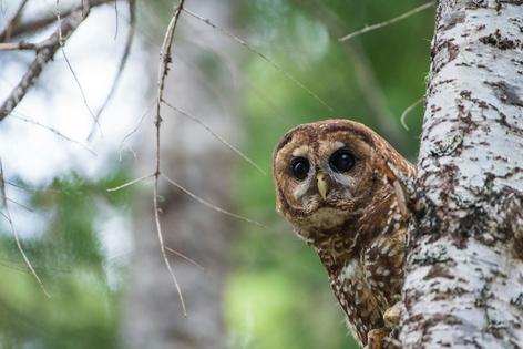 Northern spotted owls living in old growth forests in the Pacific Northwest were listed as threatened species because of habitat loss. Kyle Sullivan/Bureau of Land Management, CC BY