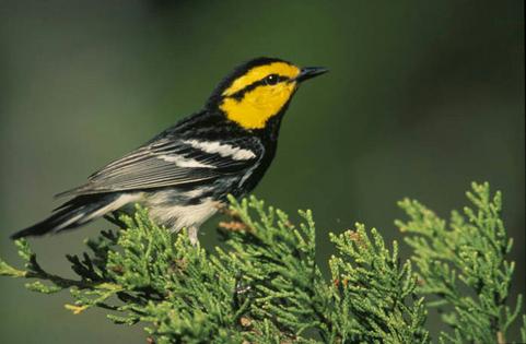 The golden-cheeked warbler breeds only in Texas, primarily in Texas Hill Country. It has been losing habitat as development expands in the region.
Steve Maslowski/USFWS, CC BY