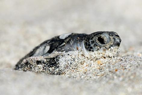 Green sea turtles, like this hatchling in Florida, are endangered due in part to habitat destruction and fishing nets.
Keenan Adams/USFWS