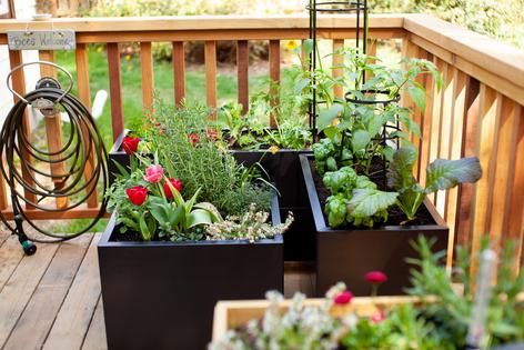 Don’t throw away valuable scraps that can help your garden thrive. (Ashley-Belle Burns/Shutterstock/TCA)