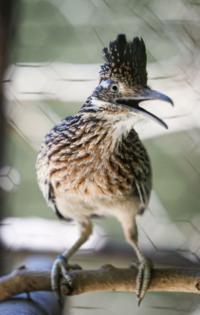 David Middlecamp/San Luis Obsipo Tribune/TNS