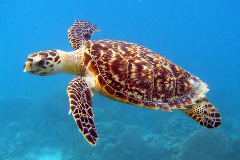 Threats to the endangered hawksbill sea turtle include loss of nesting habitat and coral reefs, rising sea levels and rising temperatures, as well as threats from fishing gear.
U.S. Fish and Wildlife Service