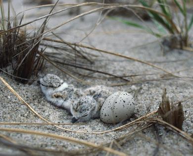 Piping plovers lay their eggs on the ground. They became an endangered species as development encroached on their habitat and made it harder for their chicks to survive. Under the Same Moon/Flickr, CC BY