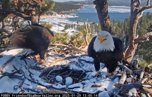 Handout/Friends of Big Bear Valley/TNS