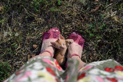 One of the safest ways to manage a friendly feral cat who likes to get in between your legs is to redirect the cat's attention before he or she reaches your feet, writes Cathy M. Rosenthal. (Dreamstime/TNS)