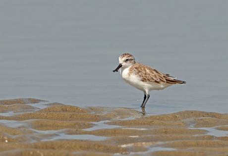 The spoon-billed sandpiper, a small wading bird, flies nearly 5,000 miles (8,000 km) on its annual migration. Tareq's Photography/Wikimedia, CC BY-SA
