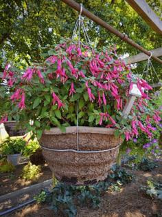 UGA Trial Gardens/UGA Trial Gardens/TNS