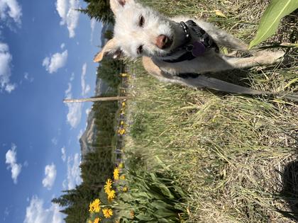 Our pooch, Loni, among the Mule's Ears near Breckenridge on July 4 weekend. Andy Yemma