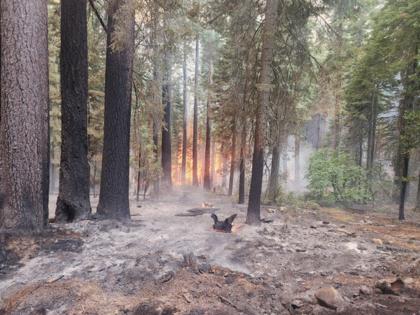 Cal Fire/TNS/TNS