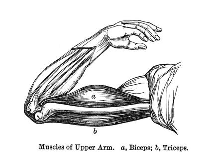 The muscles of the human arm at work.
              mikroman6/Moment via Getty Images