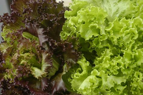 Prewashed greens are extremely convenient, but whole heads of lettuce may be less risky during a cyclospora outbreak. CostaPPPR via Wikimedia Commons, CC BY-SA