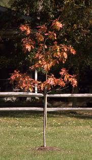 Planting a tree is a long-term investment. (Gene Hamilton/TCA)