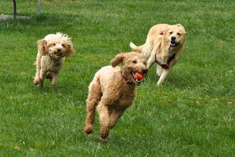 Humping behavior is often less about sex and more about excitement, play, or emotional arousal, especially when it is directed at a familiar dog, writes Cathy M. Rosenthal. (Dreamstime/TNS)