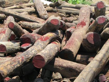 Cut rosewood logs sit in a large pile. These logs, the exact species of which are unknown, are in Madagascar, one of the hot spots of global rosewood trade. Maky via Wikimedia Commons