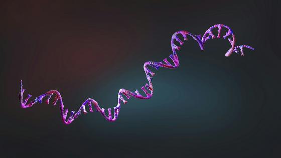 Two hurdles mRNA drugs face are a short half-life and impurities that trigger immune responses. Christoph Burgstedt/Science Photo Library via Getty Images