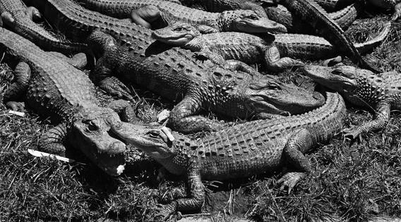 The American alligator has meant many things to Americans, at times prized for its hide, adopted as a mascot and weaponized as a slur. YLLA/Gamma-Rapho via Getty Images