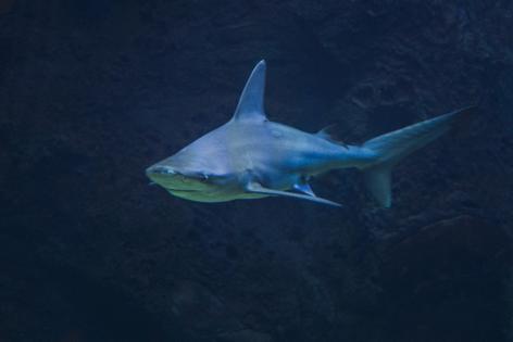 Dreamstime/Dreamstime/TNS