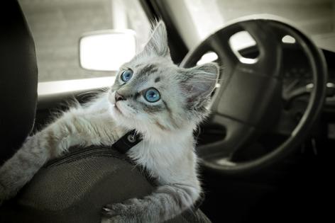 A road trip with cats is possible, but it takes a little planning, writes Cathy M. Rosenthal. (Dreamstime/TNS)