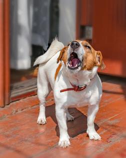 Reactive dogs rarely improve because of one