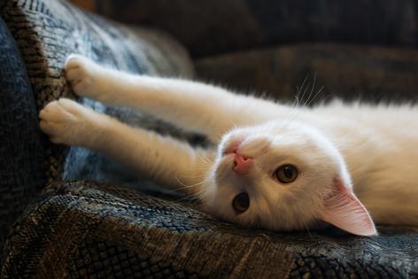 Cats are territorial and generally prefer familiar surroundings, smells, hiding places, and routines, writes Cathy M. Rosenthal. (Dreamstime/TNS)