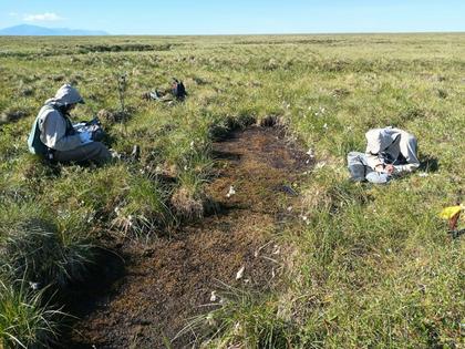 This trough pond, created by permafrost thaw, is starting to fill in with aquatic vegetation and moss in the Arctic National Wildlife Refuge in northeastern Alaska.
Anna Liljedahl