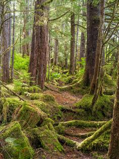 Roadless areas in Alaska contain important old-growth forests. Mike Reid Photography/Moment via Getty Images
