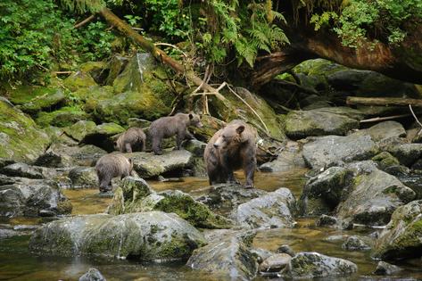Roadless areas provide crucial habitat for many of America’s iconic species.
Mark Meyer/Forest Service Alaska Region, USDA