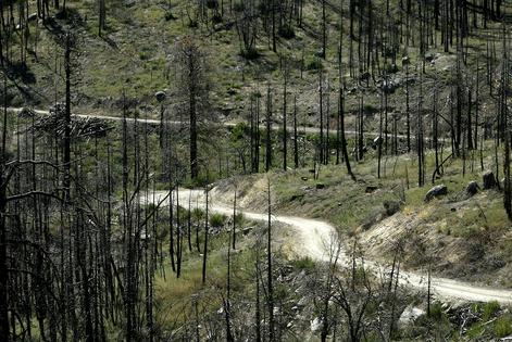 A dirt logging road cuts through a burned forest recovering from the massive 2002 McNally Fire in Sequoia National Forest in California.
David McNew/Getty Images