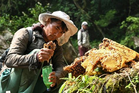 Honey hunters of the Gurung ethnic community in Nepal collect honey from the comb. Their practices around finding and consuming the Himalayan cliff bee’s honey are passed down through generations.
Prakash Mathema/AFP via Getty Images