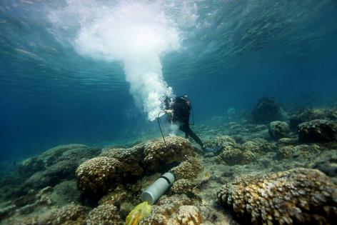 A NOAA scientist takes a coral sample in the Galapagos Islands. The process does not injure the colony, which grows back. Atlantic Oceanographic and Meteorological Laboratory - NOAA