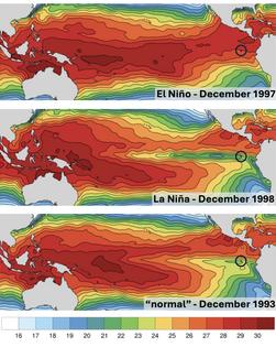 Three sea surface temperature maps show how Pacific Ocean temperatures change between El Niño, La Niña and neutral patterns. The Galápagos Islands are within the small black circle. During El Niño, trade winds weaken, suppressing the upwelling of cool water and allowing temperatures to rise. Temperatures are in Celsius.
NOAA