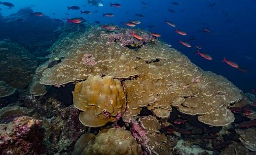 The Galápagos Islands are known for their astounding marine biodiversity, a result of high nutrients and the mixing of cool and warm waters.
              Greg Asner/DivePhoto.org