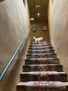 Our pooch Loni at the Inn of the Five Graces in Santa Fe. Andy Yemma