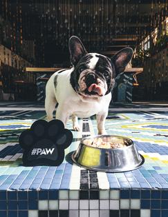 W Punta de Mita, the country's ultimate doggie surf escape. (W Punta de Mita)