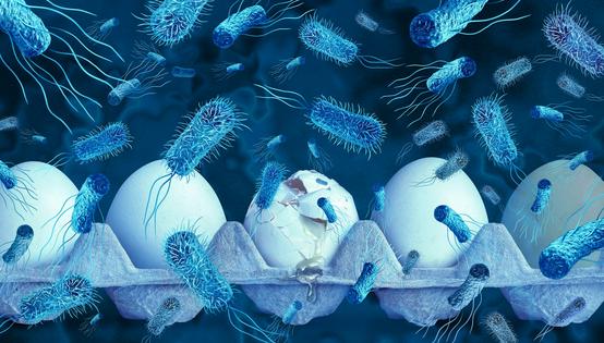 Will salmonellosis turn your eggs sunny-side up into a biohazard? wildpixel/iStock via Getty Images
