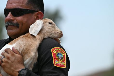 San Manuel, Calif., Assistant Fire Chief Ralph Tovar holds a young goat whose herd just spent a day eating brush and grass to reduce wildfire risk. Robyn Beck/AFP/Getty Images