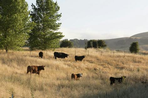 Cattle grazing near Paso Robles, Calif., help lower the fire risk by stomping and eating dry grasses.
              Carol M. Highsmith/Buyenlarge/Getty Images