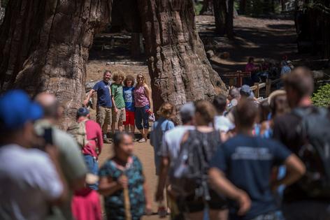 Crowds gather at some of Yosemite’s most popular sites, such as the California Tunnel Tree.
              David McNew/AFP via Getty Images